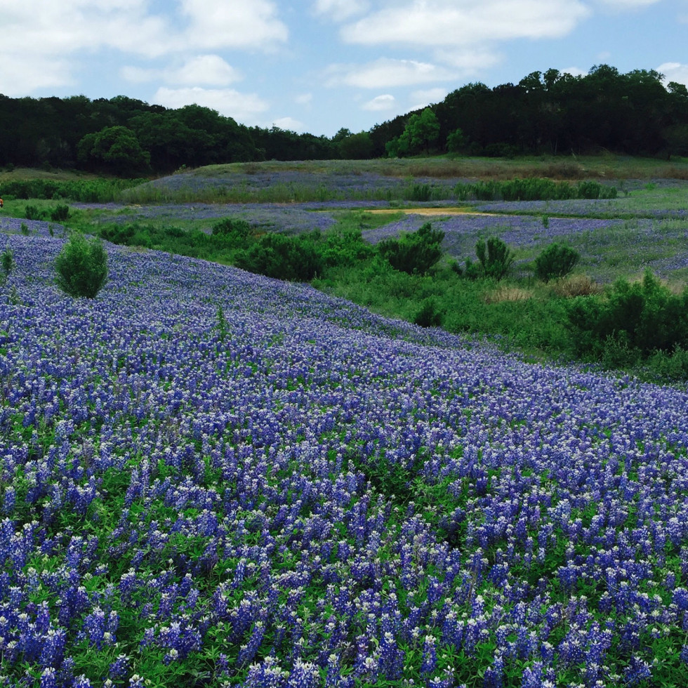 The best places for wildflower sightings in Austin and beyond