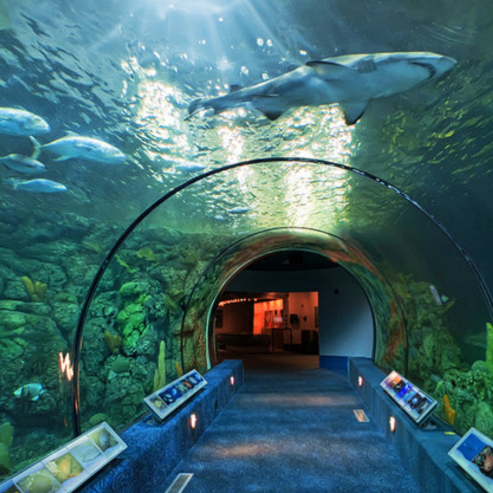 Make the most out of Shark Week with scary exhibits, crazy Make the most out of Shark Week with scary exhibits, crazy