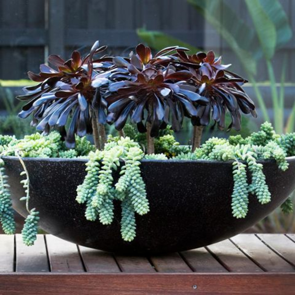 5 Easy To Grow Succulents That Make Great Houseplants Culturemap Houston 