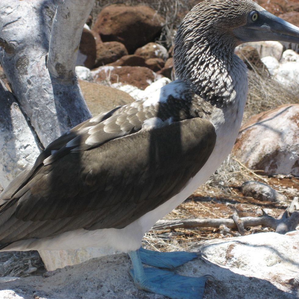 News_Galapagos