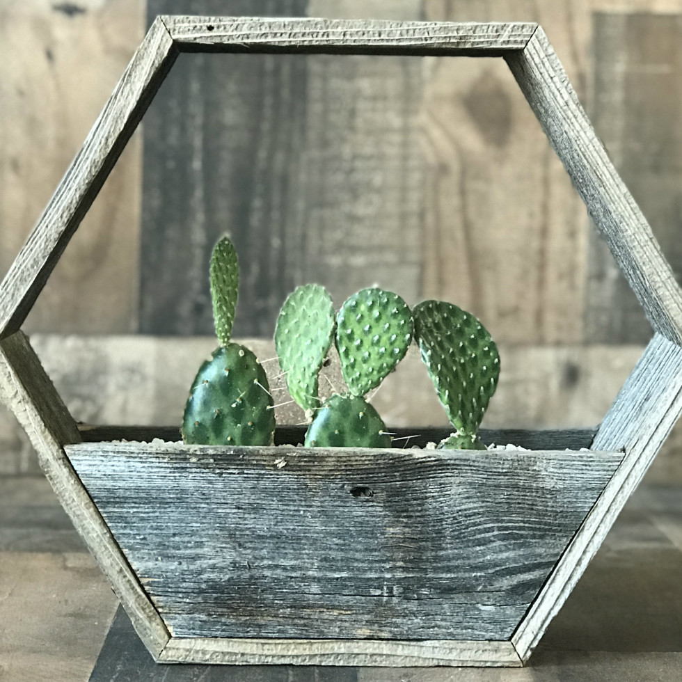 Eko Deko cactus