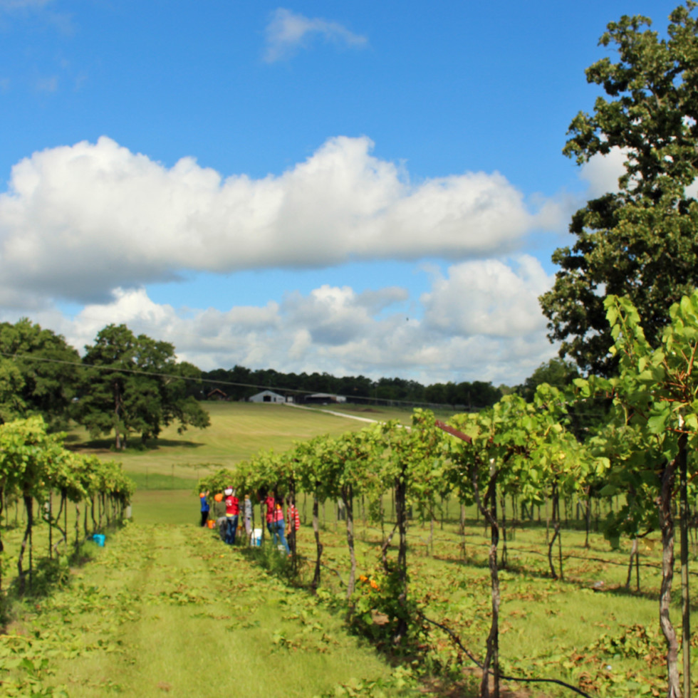 West Sandy Creek Winery vineyard