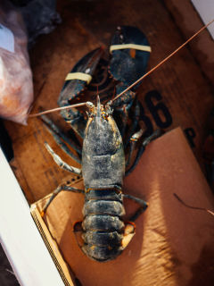 Jason Dady Restaurant presents Lobster Week