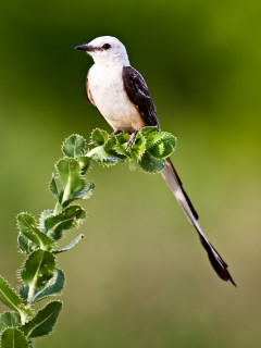 Trinity River Audubon Center presents Scissor-tails and Cocktails