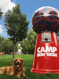 Camp Bow Wow presents GiveAFetch