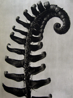 Karl Blossfeldt: Polystichum munitum