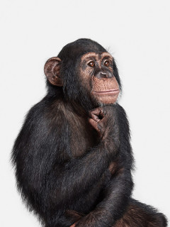 DO NOT USE - PDNB Gallery presents Randal Ford: The Animal Kingdom