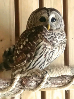 Owls of Texas