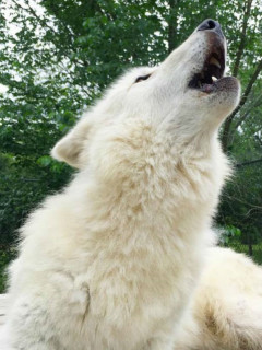 Festival of the Wolves