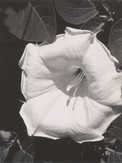 Museum of Fine Arts, Houston presents "Georgia O’Keeffe, Photographer"