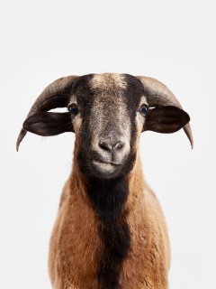 "Randal Ford: A Collection of Animal Portraits" book signing and opening reception
