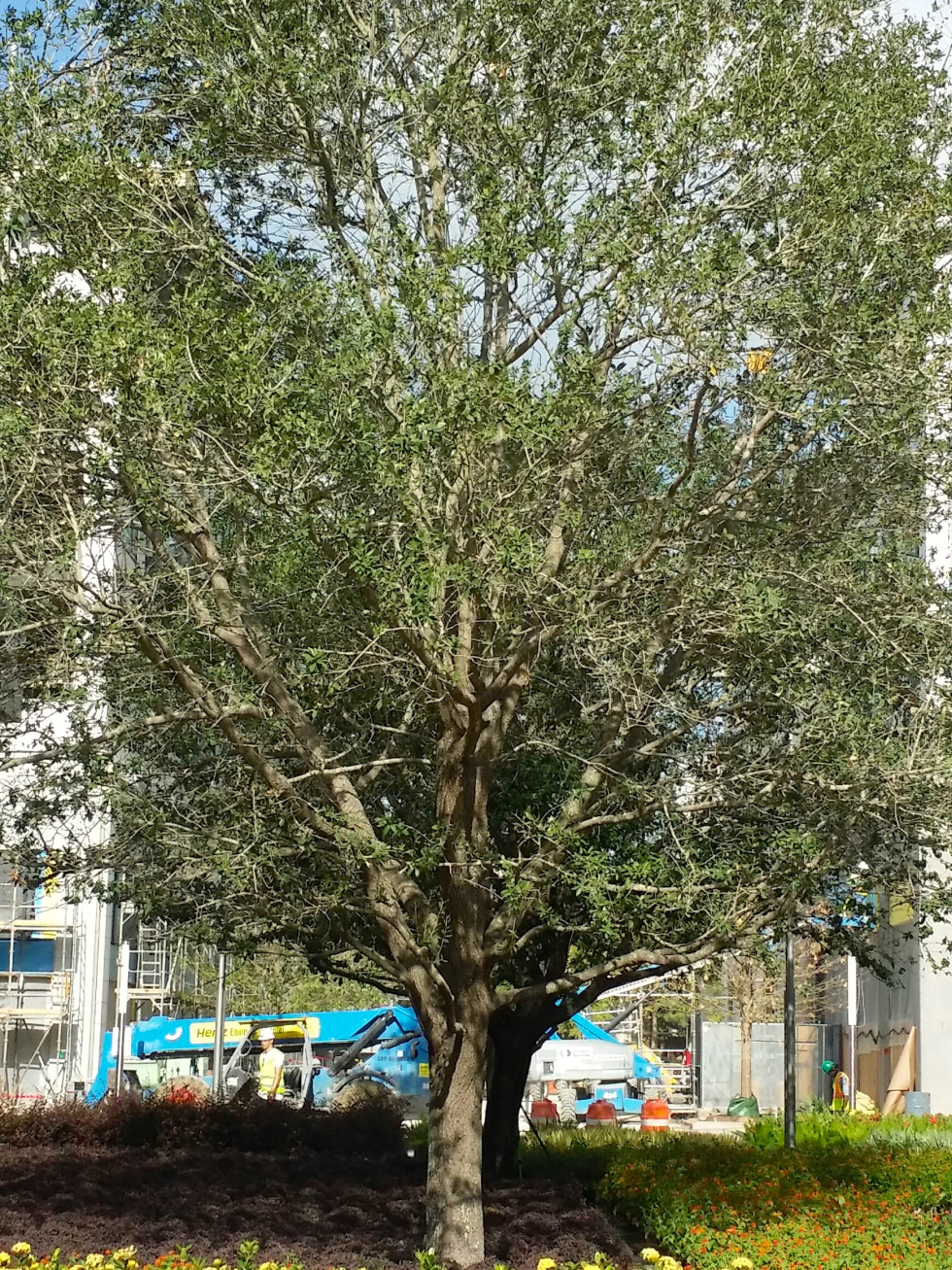 News, Shelby, River Oaks District trees, August 2015