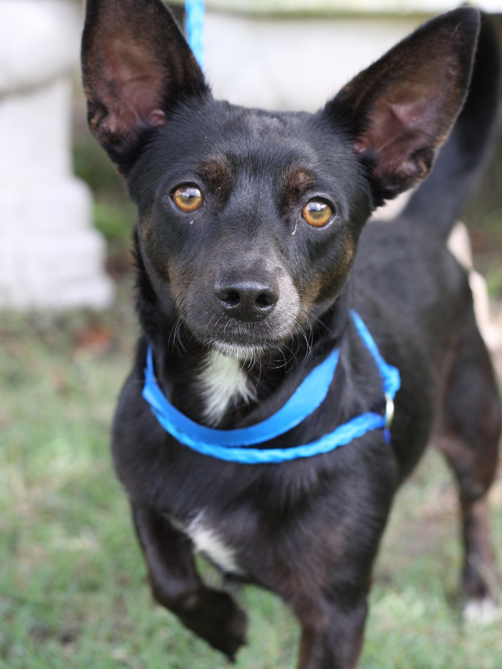Macho Pethouse Pet of the Week Citizens for Animal Protection