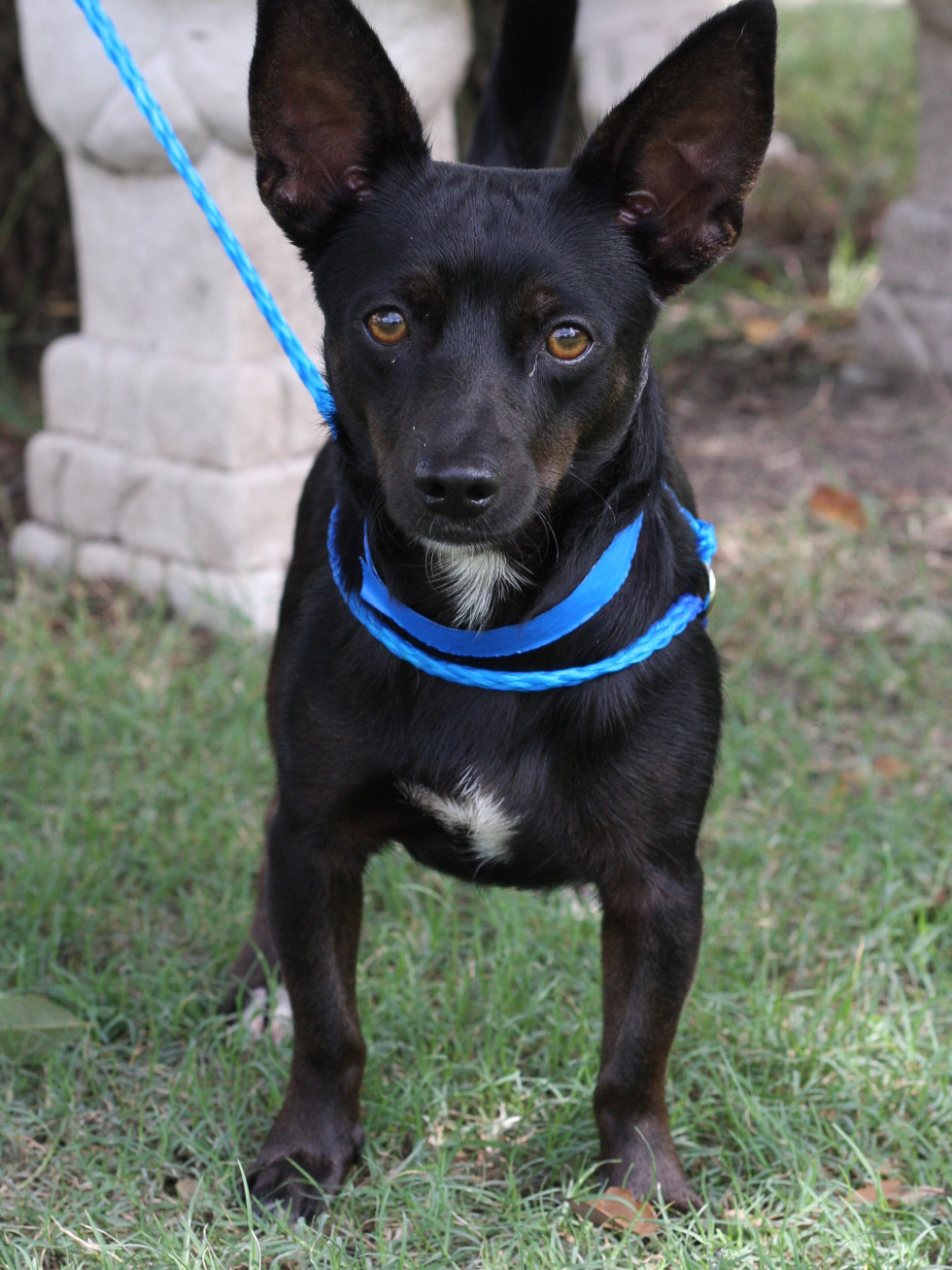 Macho Pethouse Pet of the Week Citizens for Animal Protection