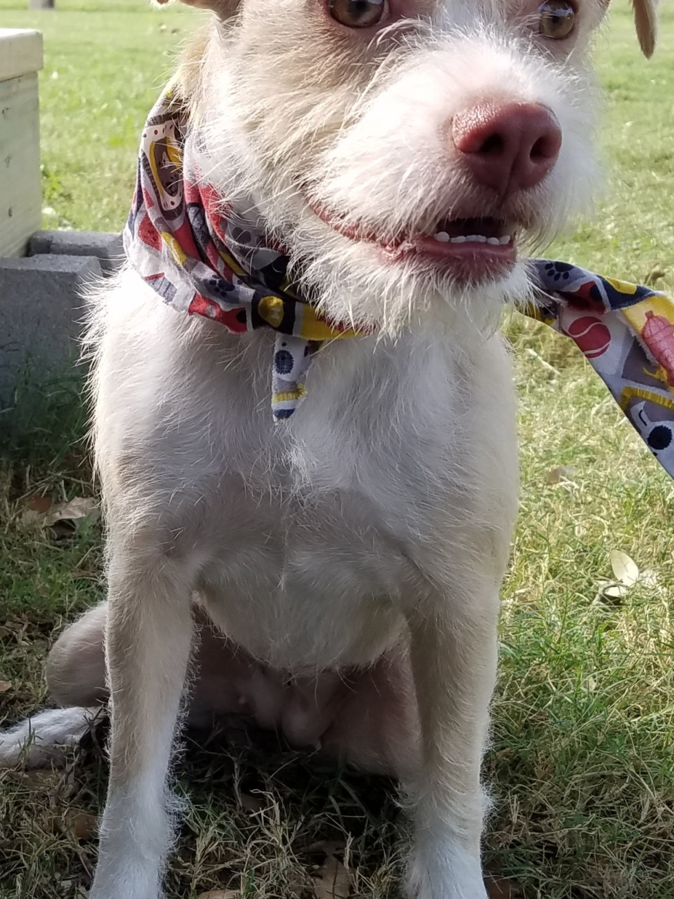 Carlotta Pethouse Pet of the week, September 2017