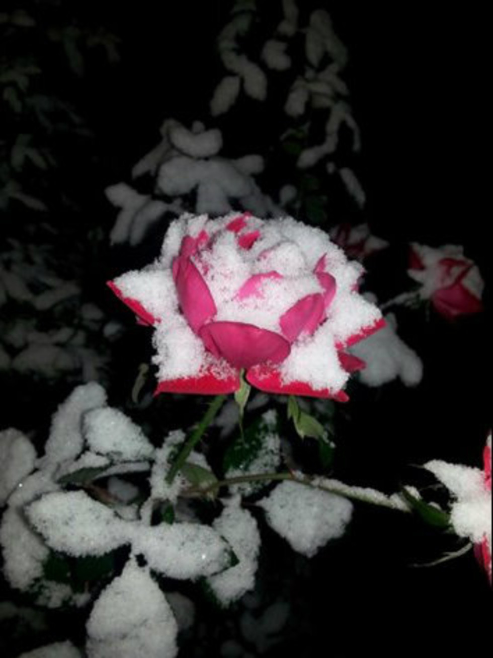 Austin snowfall