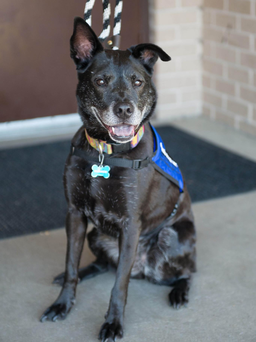Cute black dog