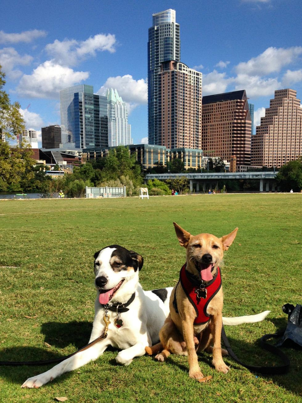 Austin Company Offers Pawternity Leave And Free Pet Adoptions Culturemap Austin