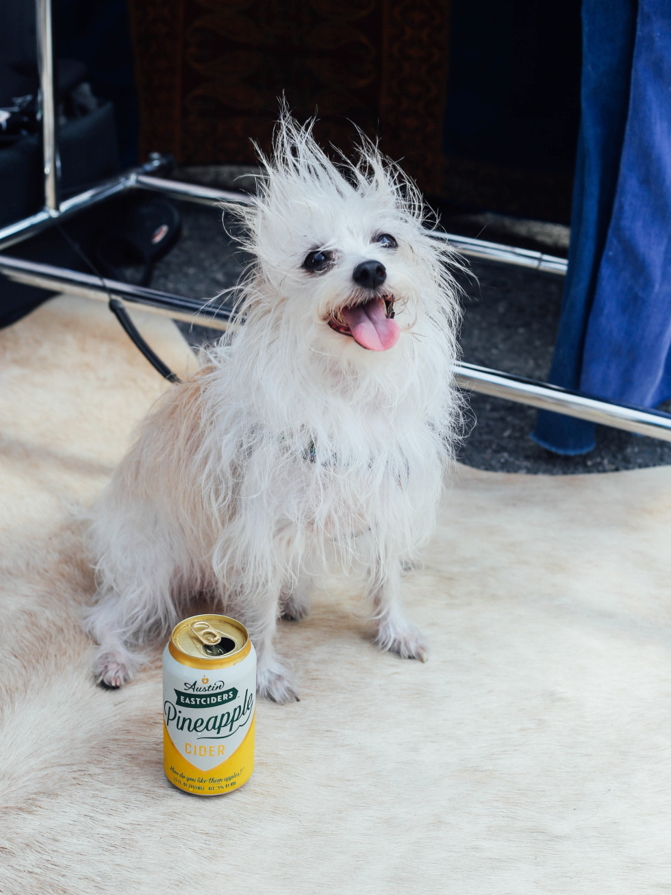 Dog with can of Austin Eastciders