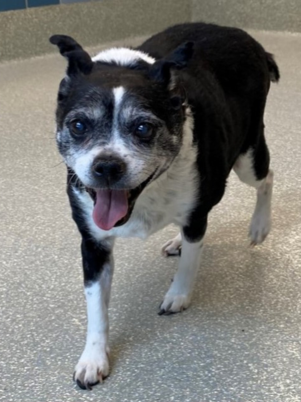 Adoptable dog Rascal