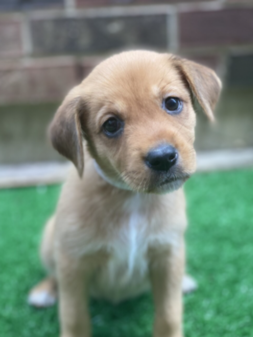 Ariana the puppy