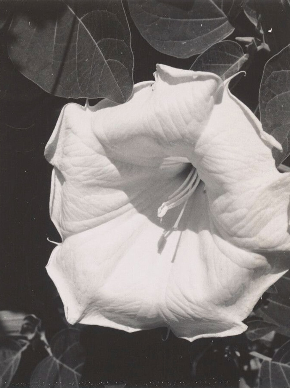 Museum of Fine Arts, Houston presents "Georgia O’Keeffe, Photographer"
