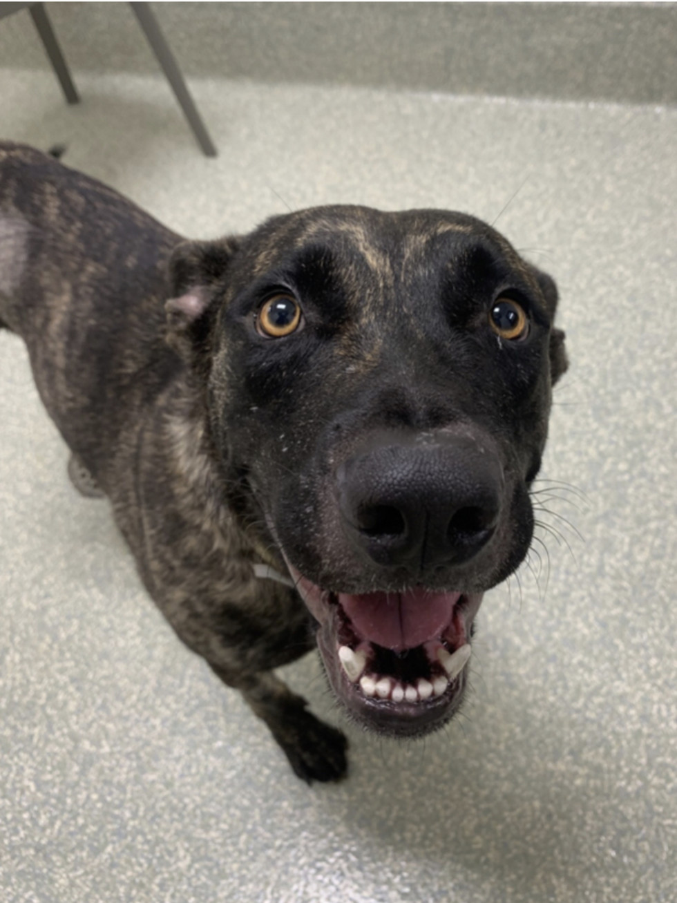 Adoptable dog Marisol