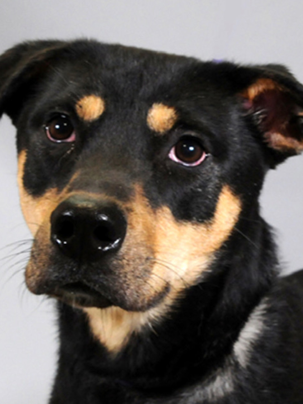 Adoptable dog Angel