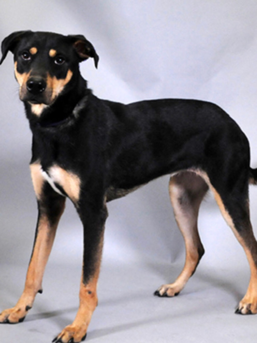 Adoptable dog Angel