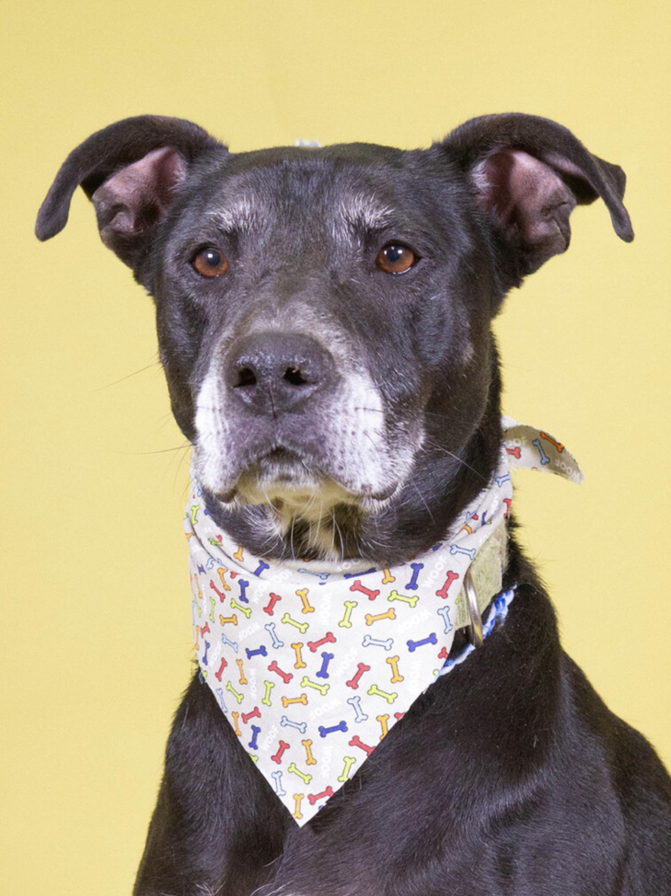 Adoptable dog Tempie