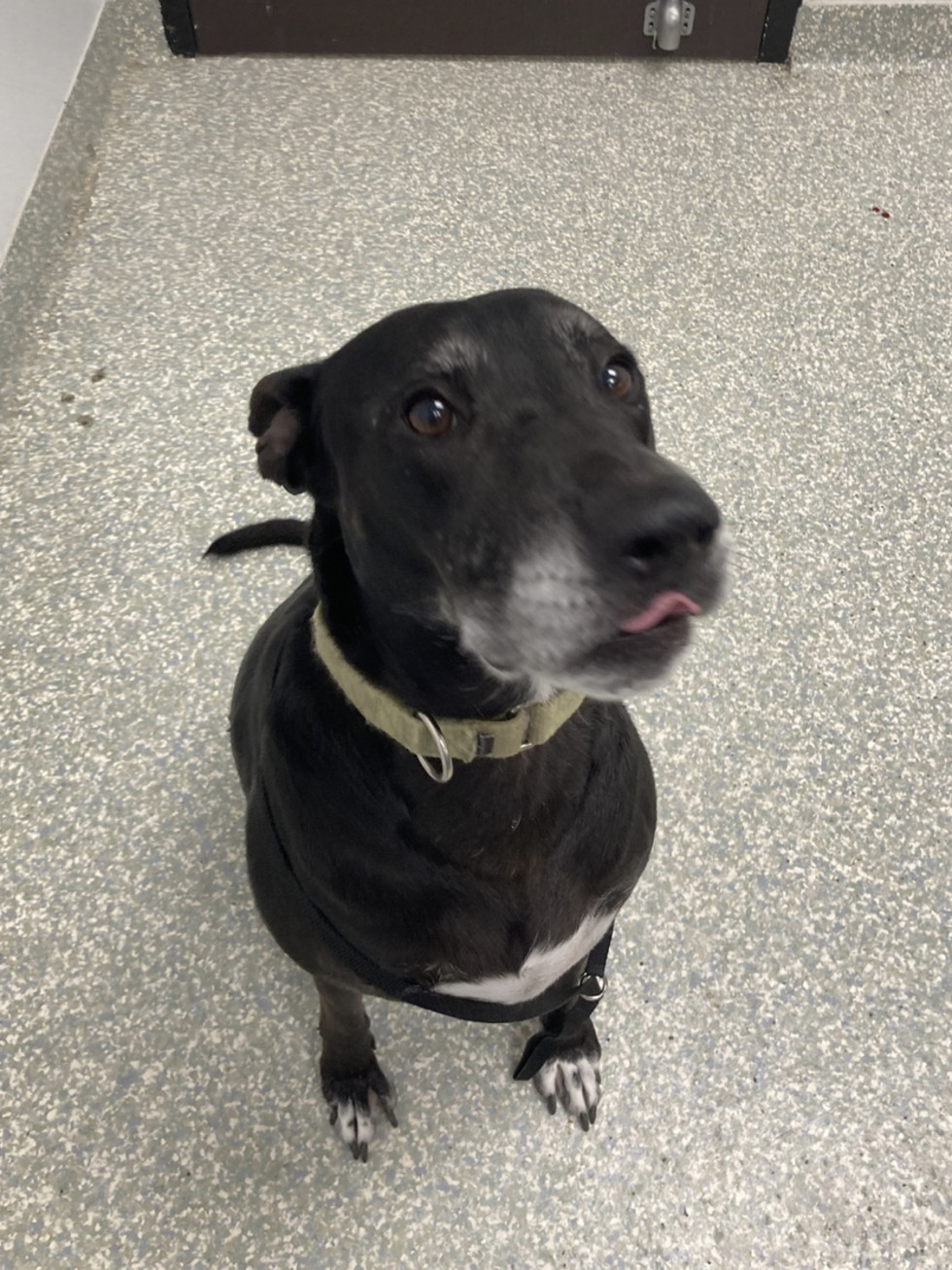 Adoptable dog Tempie