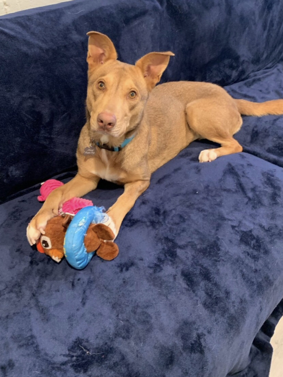Adoptable dog Kelly