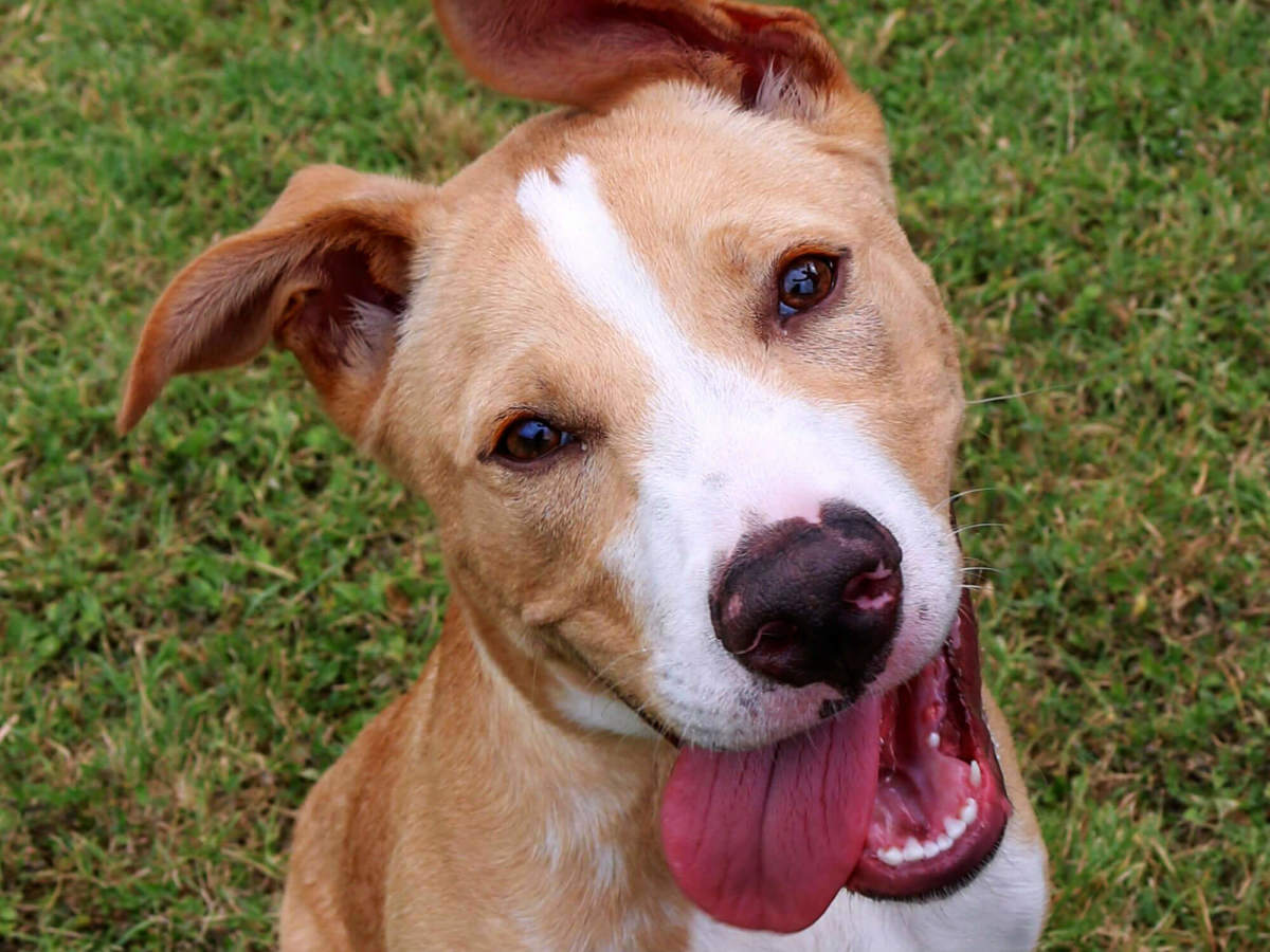 Give back to Austin's animal charities with this handy guide