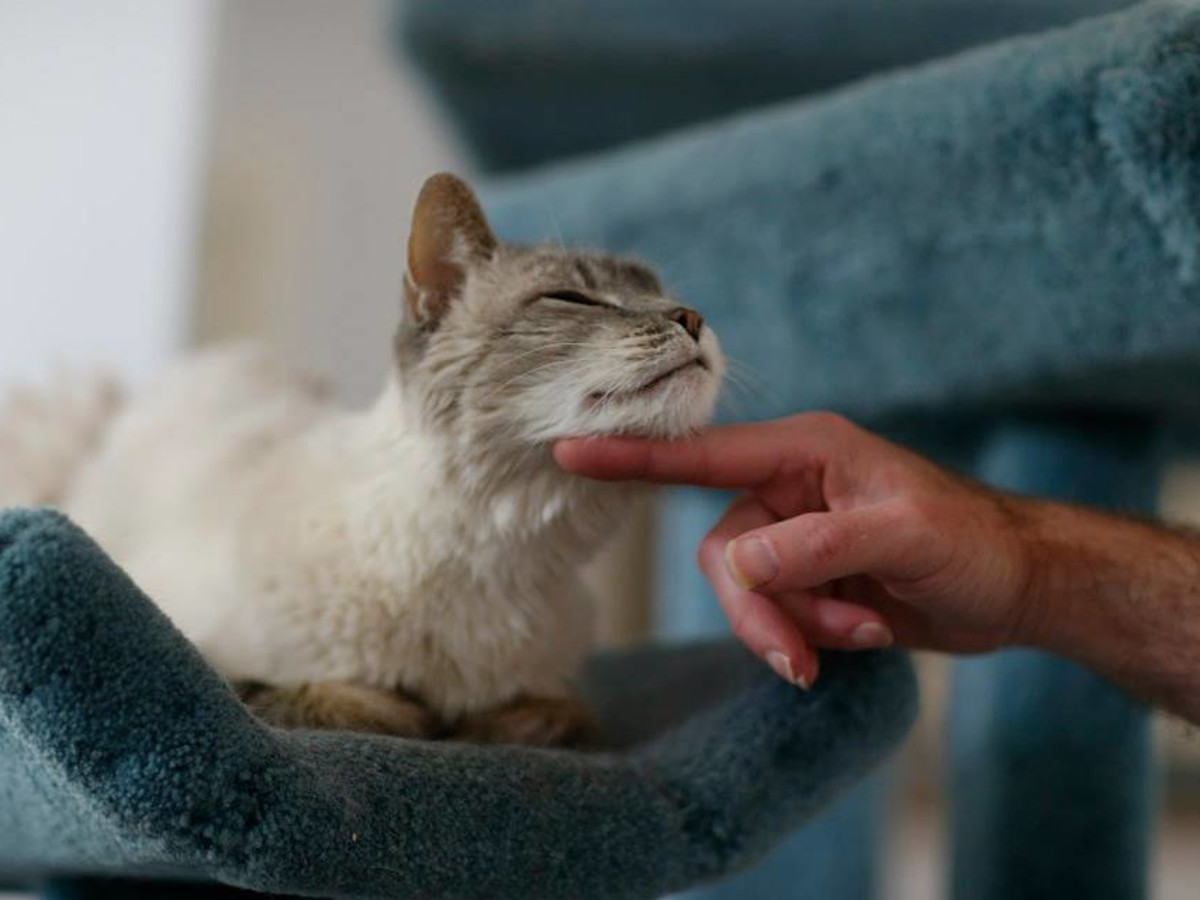 Siamese Cat For Sale Houston Texas لم يسبق له مثيل الصور Tier3 Xyz