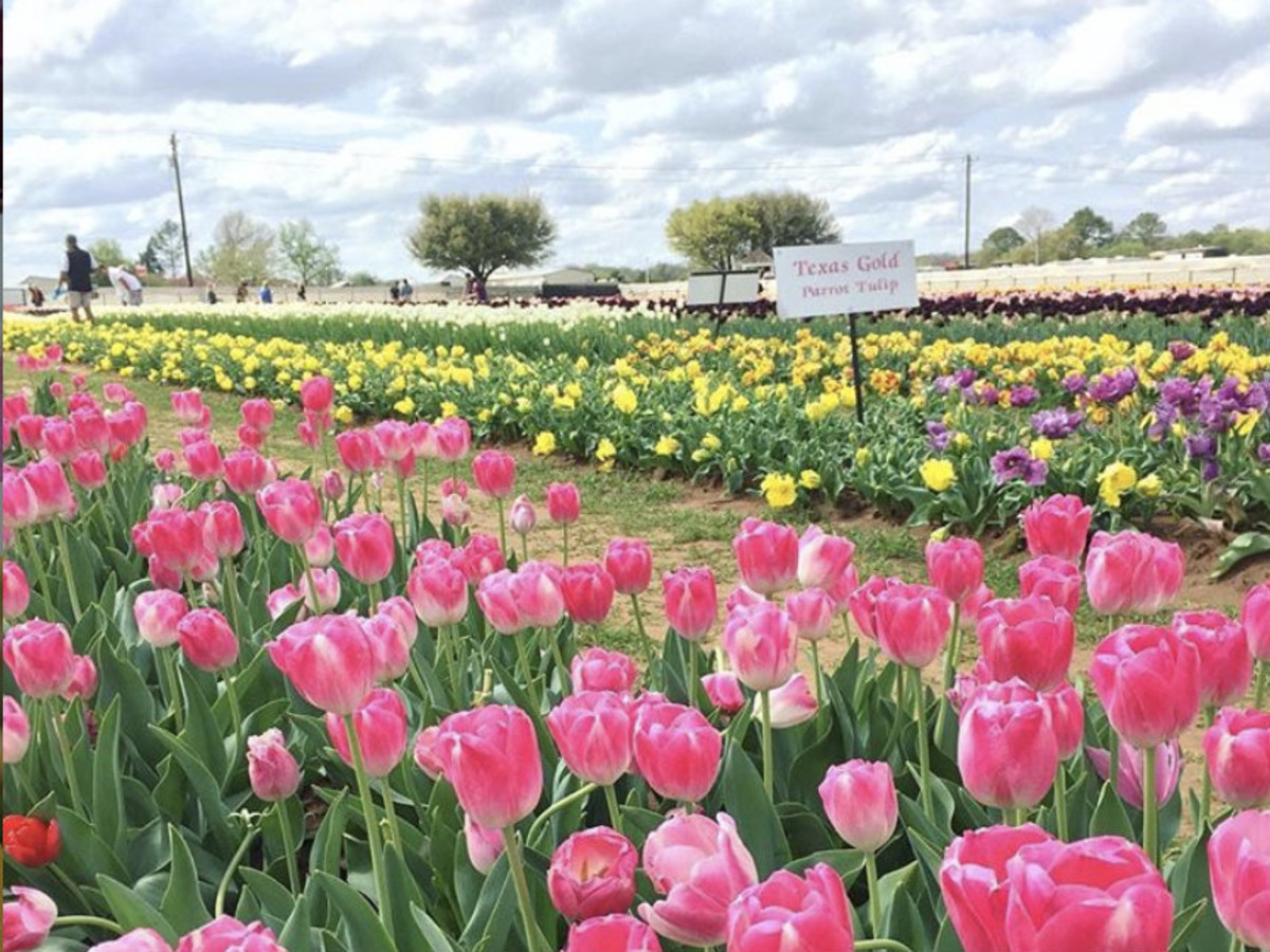 Highlights Texas Tulips