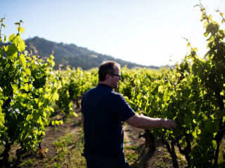 Italic vineyard