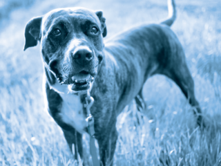 Barkworthies Chews Rescue Program