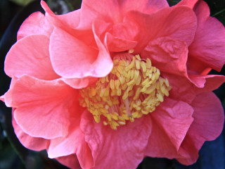 Old Bakery Emporium presents “Birds, Bees, Flowers and Trees” opening reception
