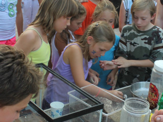Little Herds Bug Festival Austin