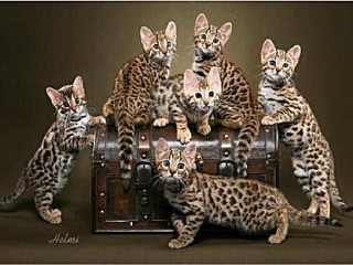 South Central Regional International Cat Show
