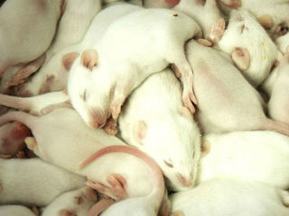 Rat Film