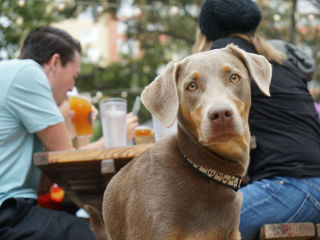 Mega Mutt Monday & Hopslam Ale Release Party