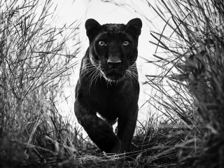 Samuel Lynne Galleries presents David Yarrow: Relentless