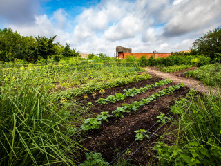 <i>Forage & Gather: Dining on the Wild South</i>