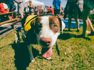 Dog-Friendly Market