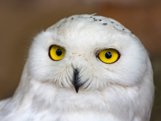2019 Concerts in the Garden: The Music of Harry Potter and More
