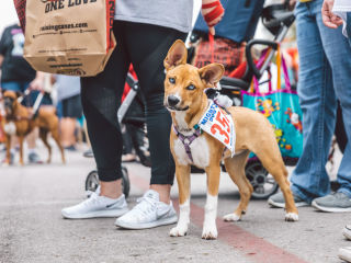 Mighty Texas Dog Walk