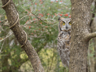 Wild About Raptors