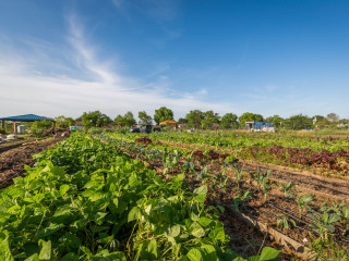 Urban FarmFest