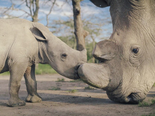 Movie Monday: Kifaru